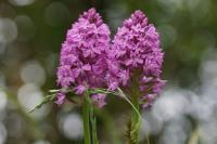 Anacamptis pyramidalis