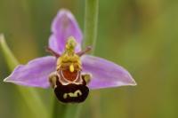 Ophrys apifera