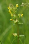 Rhinanthus minor