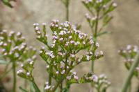 Centranthus calcitrapae
