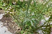 Centranthus calcitrapae