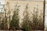 Centranthus calcitrapae