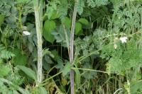 Conium maculatum