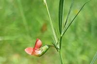 Lathyrus sphaericus