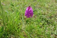Anacamptis pyramidalis