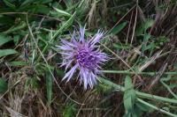 Centaurea scabiosa