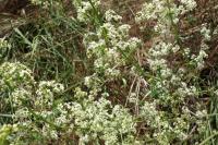 Galium album