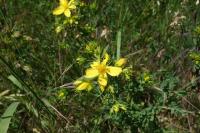 Hypericum perforatum