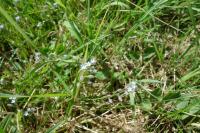 Myosotis arvensis