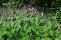 Persicaria maculosa