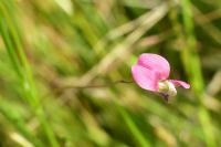 Lathyrus nissolia