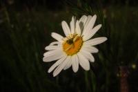 Leucanthemum vulgare