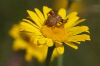 Cota tinctoria