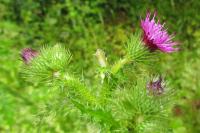 Carduus crispus