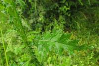 Carduus crispus
