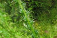 Carduus crispus