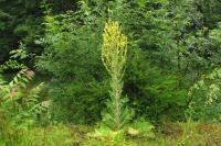 Verbascum pulverulentum
