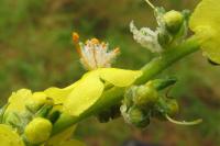 Verbascum pulverulentum