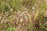Himantoglossum hircinum
