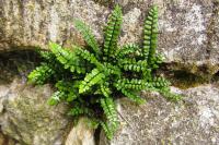Asplenium trichomanes