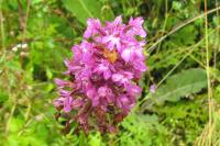 Anacamptis pyramidalis