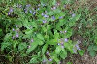 Anchusa azurea