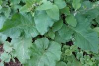 Arctium lappa