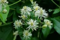 Clematis vitalba