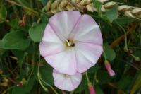 Convolvulus arvensis