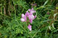 Coronilla varia