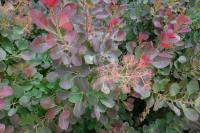 Cotinus coggygria