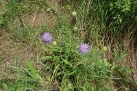 Knautia arvensis