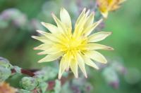 Lactuca serriola