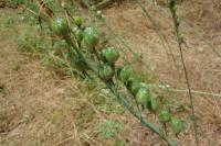 Loncomelos pyrenaicus