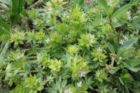 Sherardia arvensis