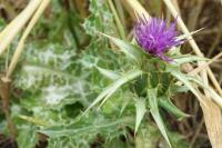 Silybum marianum