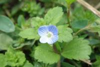 Veronica persica