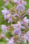 Gymnadenia conopsea