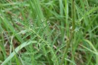 Filipendula vulgaris