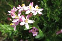 Centaurium erythraea