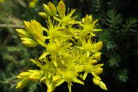 Petrosedum rupestre