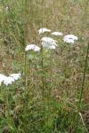 Achillea millefolium