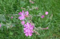 Silene dioica