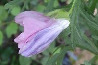 Malva alcea