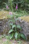 Digitalis purpurea