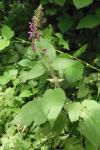 Stachys sylvatica