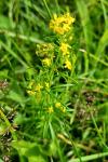 Galium verum