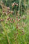 Juncus acutiflorus