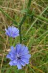 Cichorium intybus