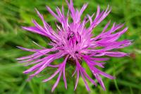 Centaurea jacea grp.